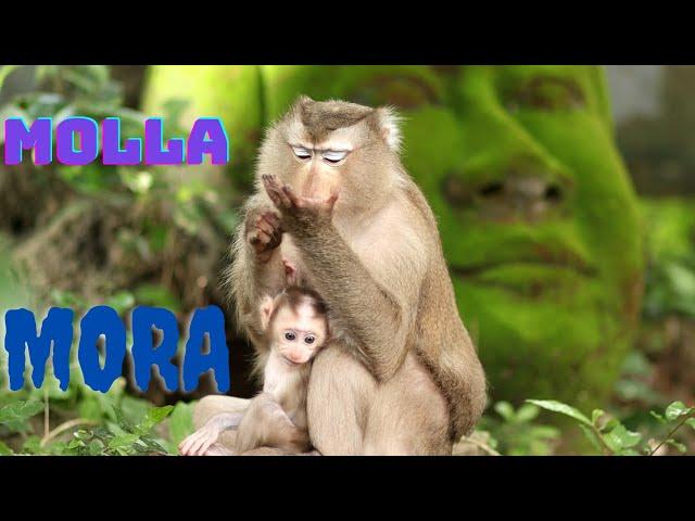 Molla and Morra son Day 23/09/22