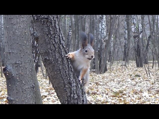 Stoneygate - Thieving Autumn