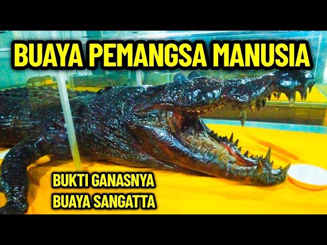 BUAYA PEMANGSA MANUSIA DI SANGATTA KUTAI TIMUR MUSEUM KAYU TENGGARONG  SUNGAI MAHAKAM CROCODILE