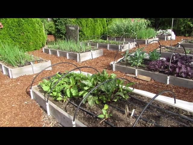 Vegetable Garden Tour #1