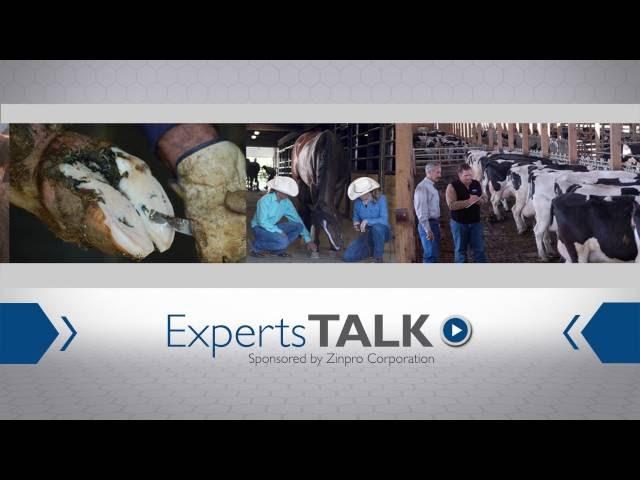 How to Identify, Prevent and Manage Lameness in Cattle