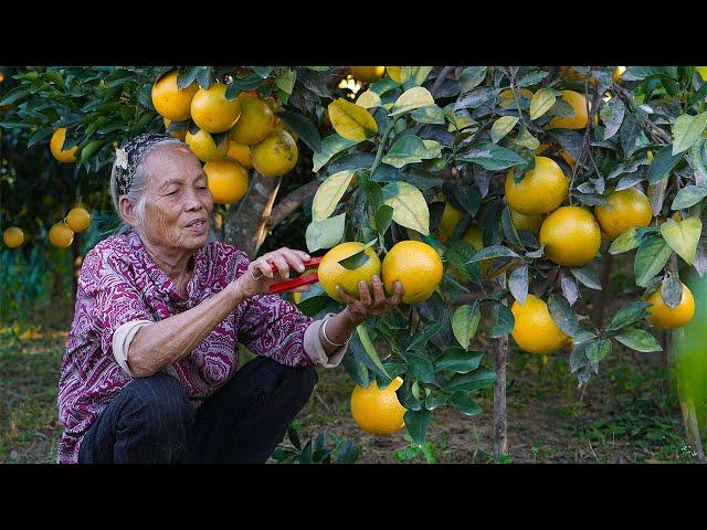 Pick 200 kilograms of oranges to make Chinese food and sell