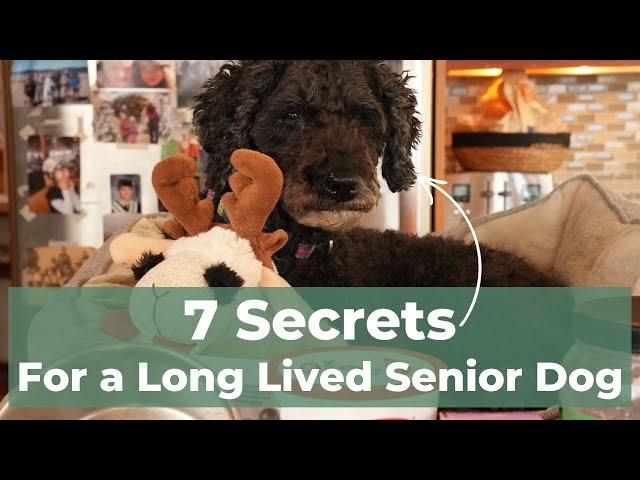 Discover the 7 secrets to a happy and healthy senior dog