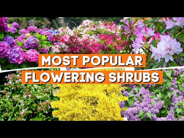 10 Most Popular Flowering Shrubs That Perfect in Any Garden 