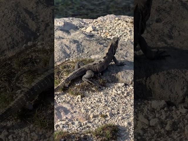 Isla mujeres, Cancun, Mexico 