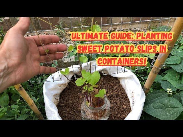 Ultimate Guide: Planting Sweet Potato Slips in Containers! #sweetpotato #sweetpotatoes #gardening