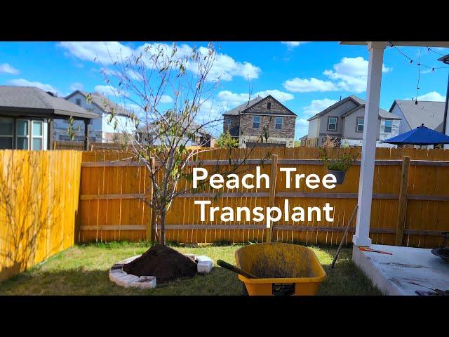 Peach Tree Transplant