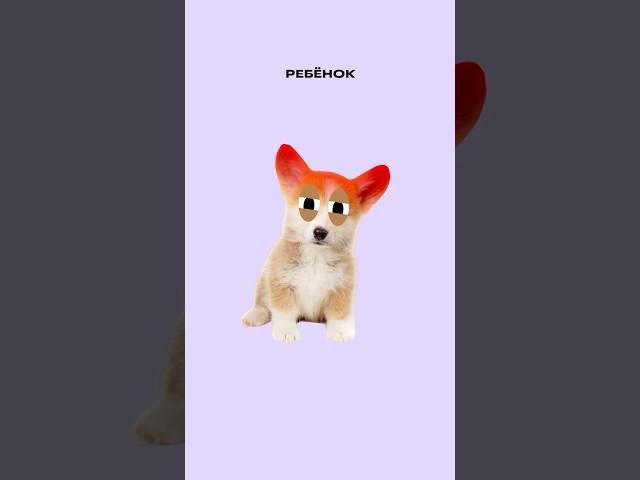 Ребёнок злится на родителя. Как быть?  @FoxfordRu — подписывайтесь! Онлайн-школа «Фоксфорд»