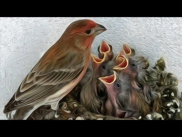 A Fascinating Look at Baby House Finches: Time-Lapse Video with Live Nest Cam