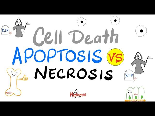 Apoptosis Vs Necrosis | Comparison | Cell Death | Pathology Lectures