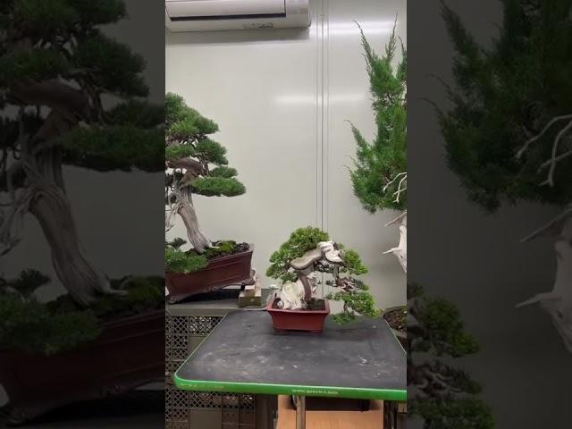 Бонсай. Bonsai. 盆栽. Япония. Japan. 日本 Купить бонсай