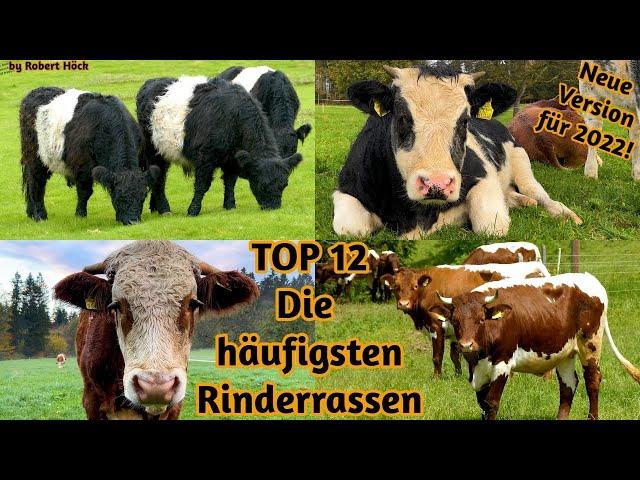 German documentary: TOP 12 Most important cattle breeds in Europe from Angus to Holstein Friesians