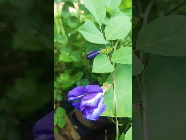 #Blueteaplant #Butterfly-pea leaf tea #Clitoria ternatea plant  #medicinalplant  #houseplants