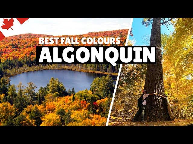 Best Fall Colours in Canada | Autumn visit to Algonquin