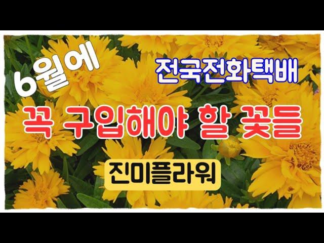 진미플라워 6월에 꼭 구입해야할 꽃들 #전국전화택배 식물소개와 키우는방법 #루엘리아 #분홍능소화 #팝콘베고니아 #분홍인동 #정등싸리 #복만찔레 #아래향 #청화두견화