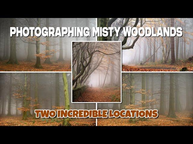 Misty Woodlands PERFECT WOODLAND PHOTOGRAPHY DAY!