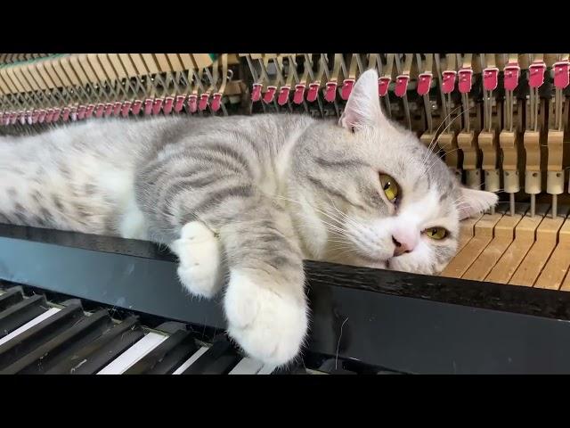 Meow are the world - Michael Jackson - Piano meowssage