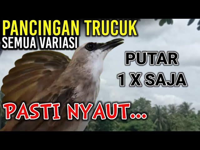 VARIASI KOMPLIT SUARA PANCINGAN & MASTERAN BURUNG TRUCUK