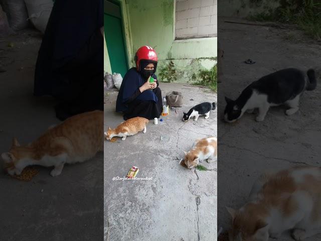 Pokoknya jangan bosen sama mereka yaa, mereka kucing-kucing jalanan yang sama, yang selalu bertemu