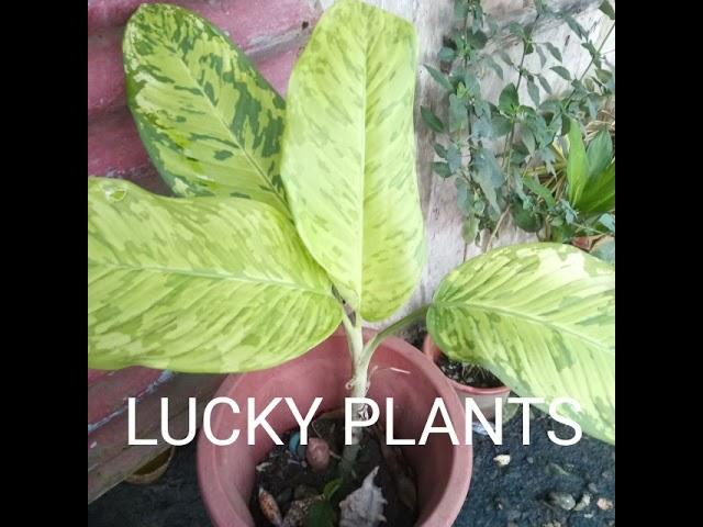 LUCKY PLANTS#SWERTENG HALAMAN