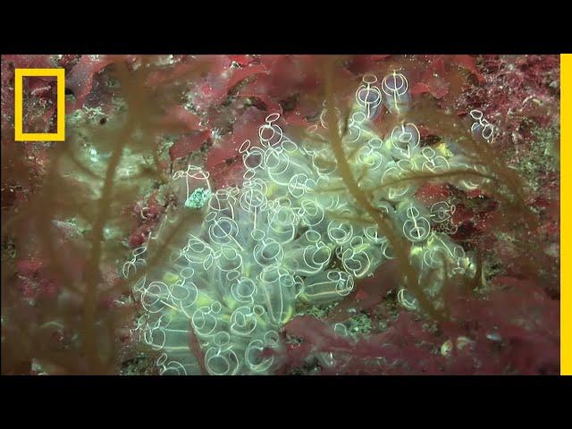 Ireland’s Underwater World | National Geographic