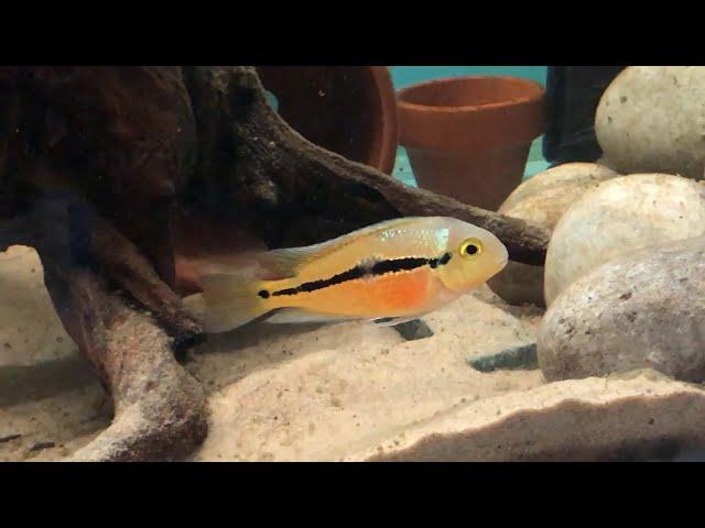 Costa Rican Cichlid Community