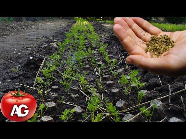 Carrots germinate much faster if this is done with seeds before sowing