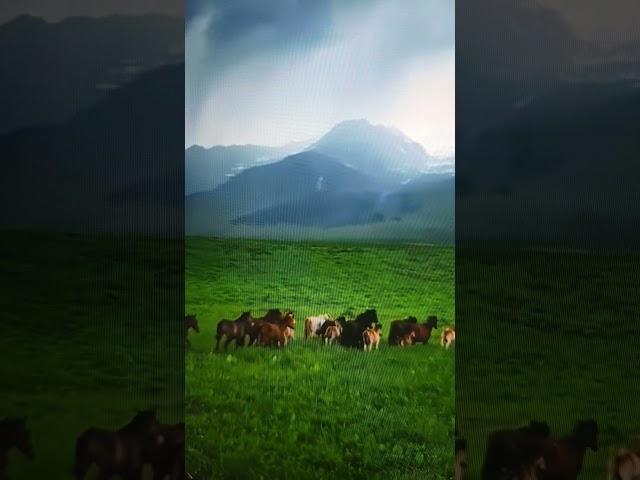 강원도#정선군#사북읍#강원랜드#시골마을#지구#자연#여행#동물#말