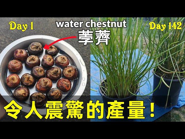 Propagating Water Chestnut without Seeds 盆栽馬蹄/ 荸薺, 意想不到的結果! 驚人的產量！