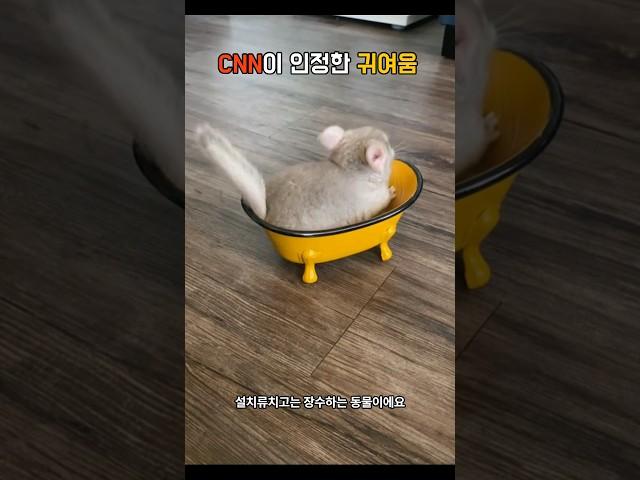 CNN이 선정한 귀여운 동물 친칠라 #shorts