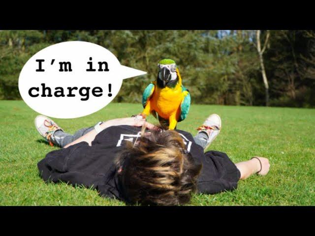 Do Macaws Make Good Pets? || Mess, Noise and Utter Chaos || Life With Macaws