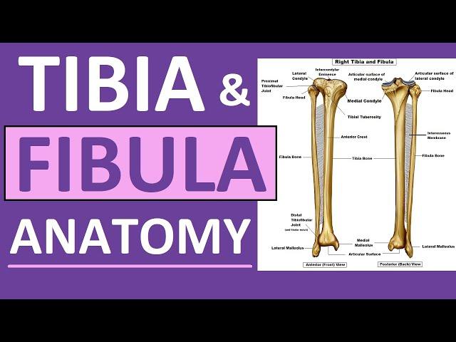 Tibia and Fibula Anatomy of Leg Bones | Anatomy & Physiology