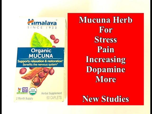 Mucuna Herb for Stress, Pain, and Increasing Dopamine - New Studies