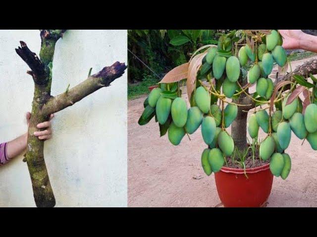 unique grafting to grow mango tree with cucumber | amazing way to grow mango with cucumber