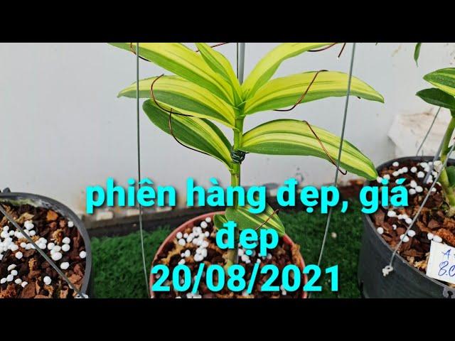 phi điệp lá kẻ phát tài hàng siêu nái, kẻ siêu đẹp - 0867487638 - Hoa Lan Đất Việt