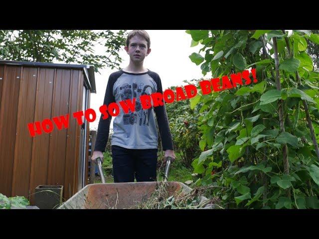 How to Sow Broad Beans at Home! | The Welsh Gardener