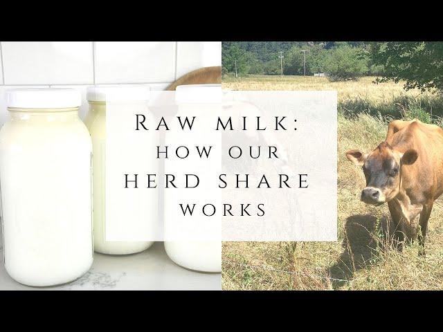 Raw milk: How our Herd Share works