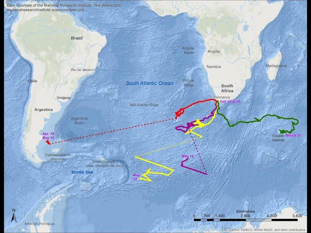 El increíble recorrido de una ballena franca austral desde Sudáfrica hasta la Patagonia argentina