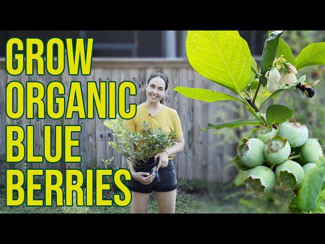 Grow Blueberries Organically for Cheap Using Regenerative Agriculture Practices