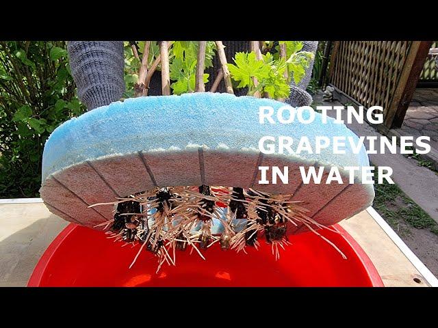 How to Quickly and Easily Root GRAPE Cuttings in Water | Propagation of Grapevine by Cuttings