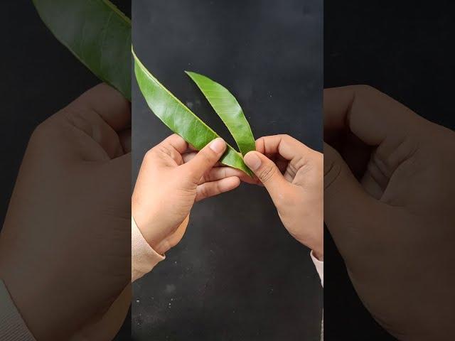 How to make Mango Leaf Bags for Kids Play | Make amazing mango leaf Bags