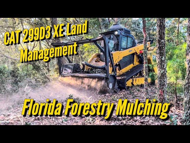 Cat 299D3 XE Land Management  Forestry Mulching Scrub Oaks in Pasco County FL