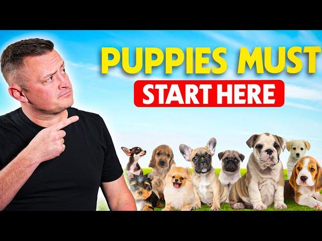 First 3 Things To Teach Your Puppy