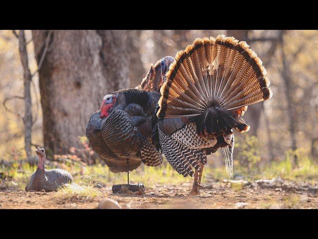 STRUTT'N 360 Turkey Decoy Motion System | STRUTT'N Brand