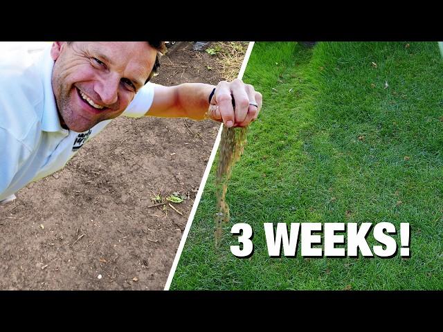 3 Ways to Save your Lawn