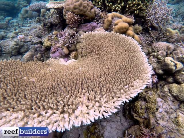 Unreal coral reef at Pulau Moyo, Sumbawa Indonesia