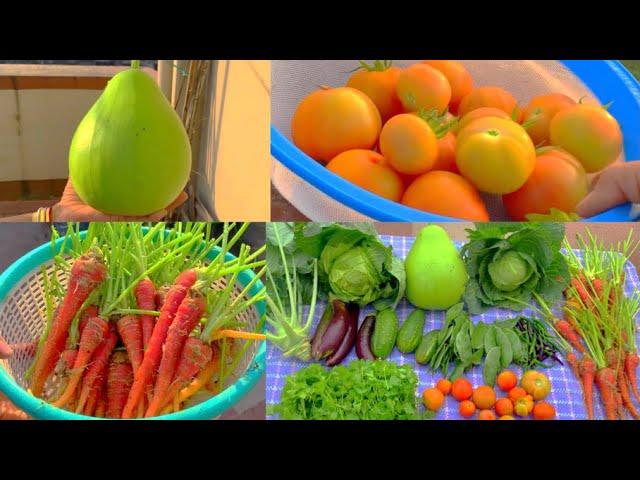 Bumper Harvest Of Organic Vegetables From My Rooftop Terrace Garden/Harvesting Organic Vegetables