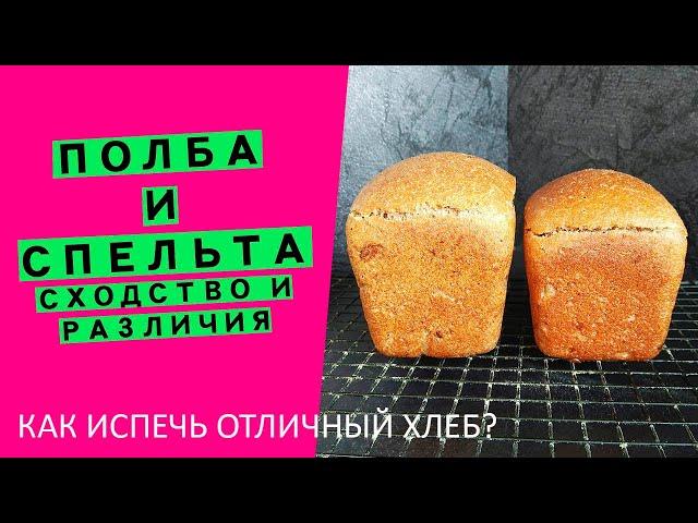 Полба и Спельта: разница и сходство | Как испечь идеальный хлеб?