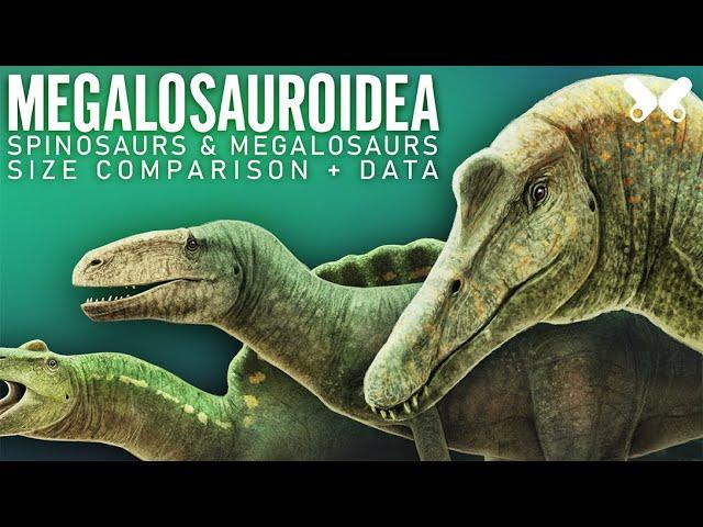 SPINOSAURIDAE and other MEGALOSAUROIDS . Dinosaurs size comparison and data
