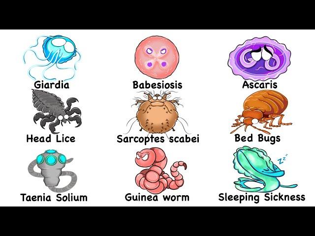 Every Parasite Infection Explained in 17 Minutes